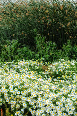 Daisies in Torres del Paine National Park, Patagonia, Chileの写真素材