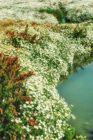 Daisies in Torres del Paine National Park, Patagonia, Chileの写真素材
