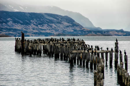 King Cormorant colony, Old Dock, Puerto Natales, Antarctic Patagonia, Chileの写真素材