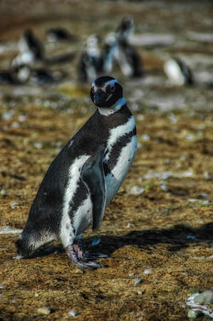Magellanic penguins in natural environment on Magdalena island in Patagonia, Chile, South Americaの写真素材