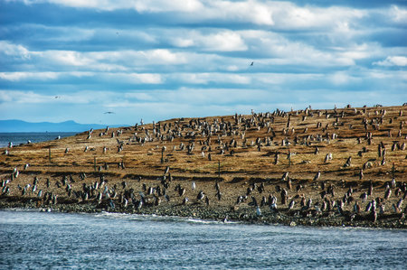 View of Magdalena Island in the Strait of Magellan near Punta Arenas in southern Chile.の写真素材