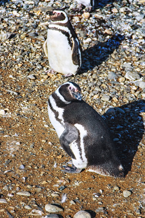 Magellanic Penguins on Isla Magdalena shore, Chile.の写真素材
