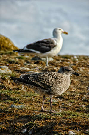 Yung Kelp Gull, Larus dominicanus, Isla Magdalena, Patagonia, Chileの写真素材