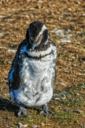 Standing young Magellanic penguin (Spheniscus Magellanicus) seen a coast of Magdalena island, Chileの写真素材
