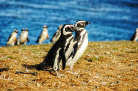 Magellanic penguins in natural environment on Magdalena island in Patagonia, Chile, South Americaの写真素材