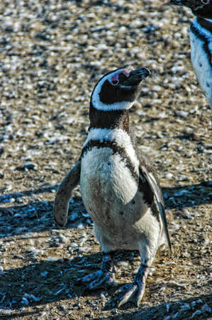 Many Magellanic penguins in natural environment on Magdalena island in Patagonia, Chile, South Americaの写真素材