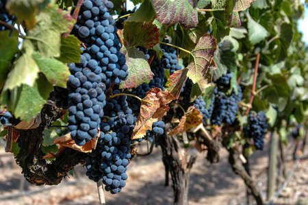Vine with grapes just before harvestの写真素材