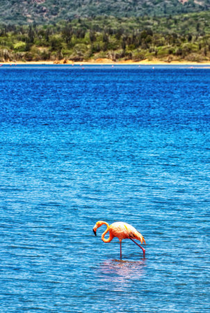 Flamingos at Goto Lake in Bonaireの写真素材