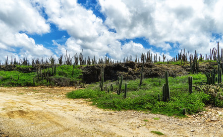 the cactus landscape of the inner island of Bonaire, Netherlands Antilles.の写真素材