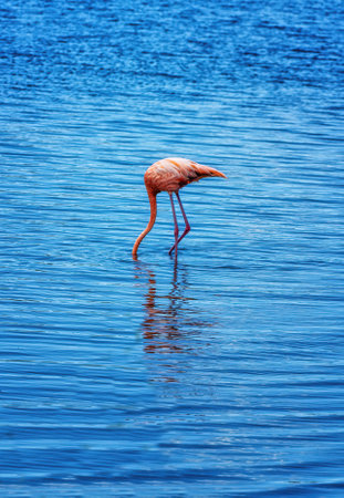 Flamingos at Goto Lake in Bonaireの写真素材