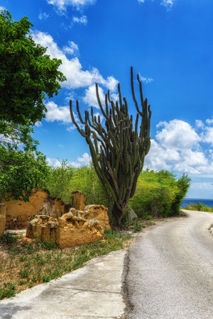cactus on the beach of a Caribbean island, Bonaireの写真素材