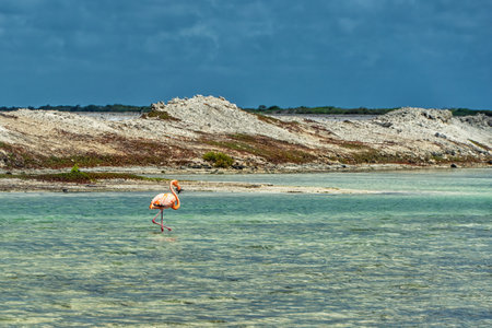 American pink flamingo walks through a turquoise lagoon on the island of Bonaire in the Caribbeanの写真素材