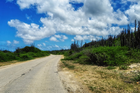 A road surrounded by green scenery under the blue sky in Bonaire, Caribbeanの写真素材