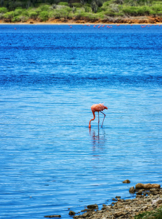 Flamingos at Goto Lake in Bonaireの写真素材
