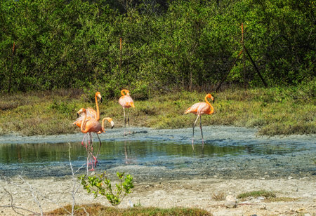 Small group of Bonaire flamingo's which are widely seen on Bonaire, Netherlands Antillesの写真素材