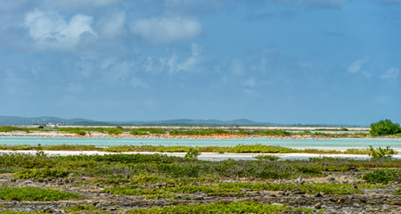 Bonaire, a large flamingo group together in the salty water. Flamingo's commonly seen in the Caribbeanの写真素材