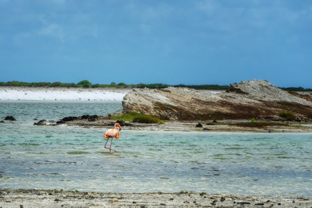 American pink flamingo walks through a turquoise lagoon on the island of Bonaire in the Caribbeanの写真素材