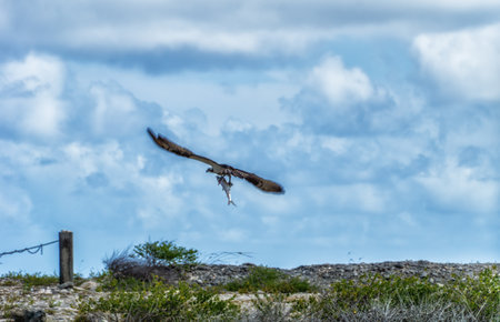 Bonaire Island, Dutch Caribbean, Kralendijk, Fish eagle or Osprey ( Pandion Haliaetus ).の写真素材