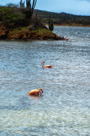 Flamingos at Goto Lake in Bonaireの写真素材