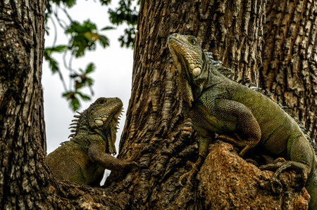 Land iguana in Bolivar Park, also known as Seminario Park (Parque Bolivar or Seminario) or Iguana Park, near the center of downtown Guayaquil, Ecuadorの写真素材