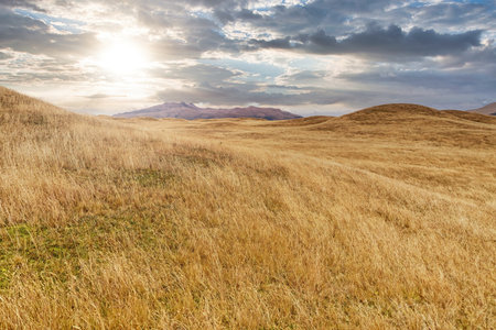 Landscape view of Cotopaxi National Park in Central Ecuador, home to andean vegetation like Lupinus bogotensisの写真素材