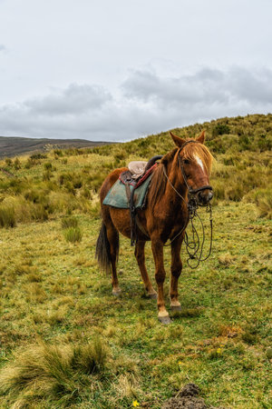 Horse at Cotopaxi National Park Ecuador, South Americaの写真素材
