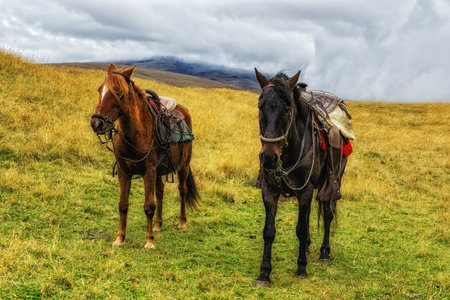mountain horses. horseback riding through the Andes. Excursions. Horses In South America waiting under the saddle in the paddock.の写真素材