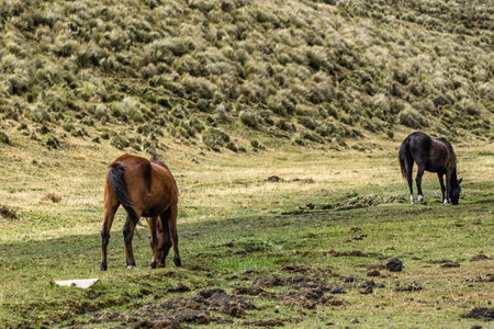 Beautiful wild horses in the National Park Cotopaxiの写真素材