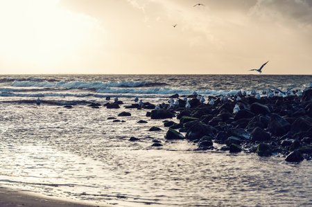 Sunset on the Frisian island of Ameland. Coast of Wadden Sea during ebb tide.の写真素材