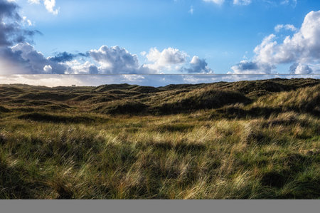 Dunes and grass landscape next to the northern sea, Ameland, The Netherlandsの写真素材