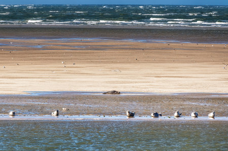 Multiple seals relaxing on sandbar between the islands of Ameland and Terschelling in Hollandの写真素材