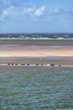 Multiple seals relaxing on sandbar between the islands of Ameland and Terschelling in Hollandの写真素材