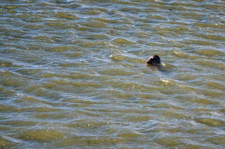 Multiple seals relaxing on sandbar between the islands of Ameland and Terschelling in Hollandの写真素材