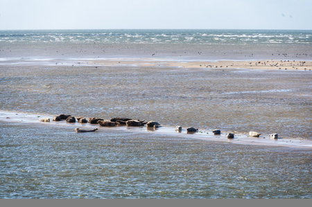 Multiple seals relaxing on sandbar between the islands of Ameland and Terschelling in Hollandの写真素材