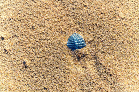 sea shell with sand as backgroundの写真素材