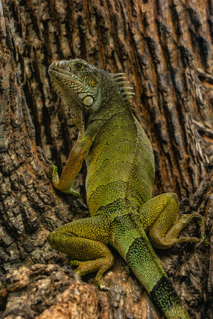 Land iguana in Bolivar Park, also known as Seminario Park (Parque Bolivar or Seminario) or Iguana Park, near the center of downtown Guayaquil, Ecuadorの写真素材
