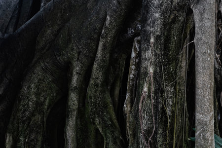 Close-up Of Tree Roots, Strong tree rootsの写真素材