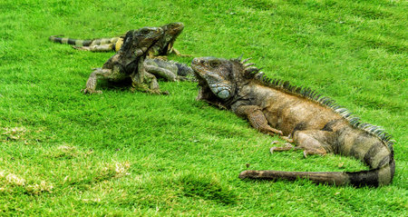 Land iguana in Bolivar Park, also known as Seminario Park (Parque Bolivar or Seminario) or Iguana Park, near the center of downtown Guayaquil, Ecuadorの写真素材