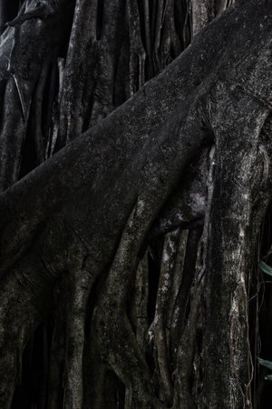 Close-up Of Tree Roots, Strong tree rootsの写真素材