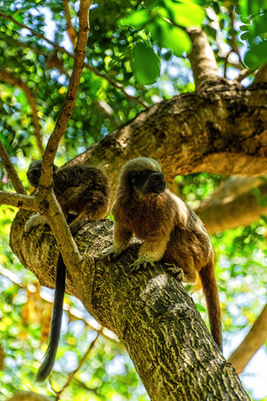 Cotton top tamarin Saguinus oedipus in Cartegena, Colombiaの写真素材