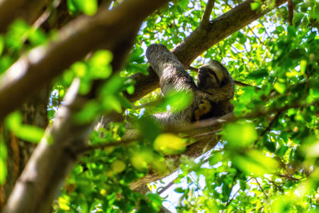 A sloth hanging from a tree in Centenario Park in Cartagena, Colombiaの写真素材