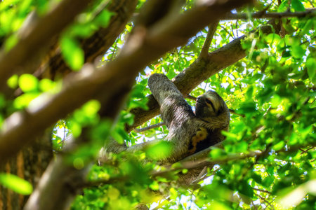 A sloth hanging from a tree in Centenario Park in Cartagena, Colombiaの写真素材