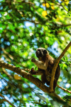 Cotton top tamarin Saguinus oedipus in Cartegena, Colombiaの写真素材