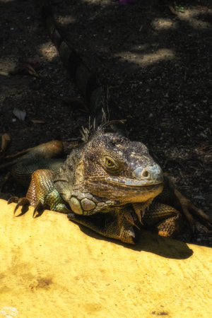 Freely roaming iguana in parque centenario in Cartagena, Colombiaの写真素材