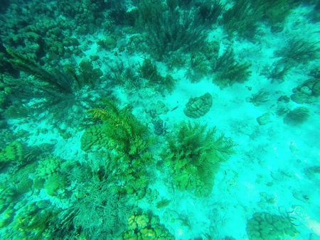 Caribbean seabed with colorful underwater life in natural national park Islas del Rosario, Colombiaの写真素材