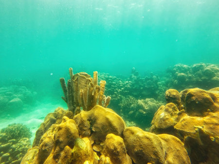 Caribbean seabed with colorful underwater life in natural national park Islas del Rosario, Colombiaの写真素材