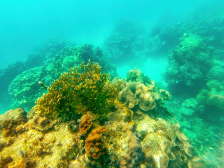 Caribbean seabed with colorful underwater life in natural national park Islas del Rosario, Colombiaの写真素材