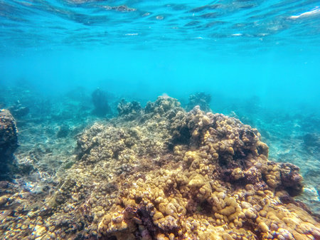 Caribbean seabed with colorful underwater life in natural national park Islas del Rosario, Colombiaの写真素材