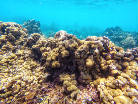 Caribbean seabed with colorful underwater life in natural national park Islas del Rosario, Colombiaの写真素材