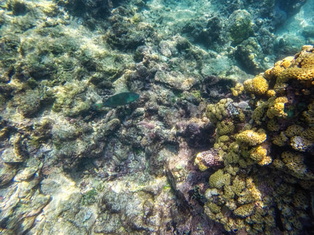 Caribbean seabed with colorful underwater life in natural national park Islas del Rosario, Colombiaの写真素材